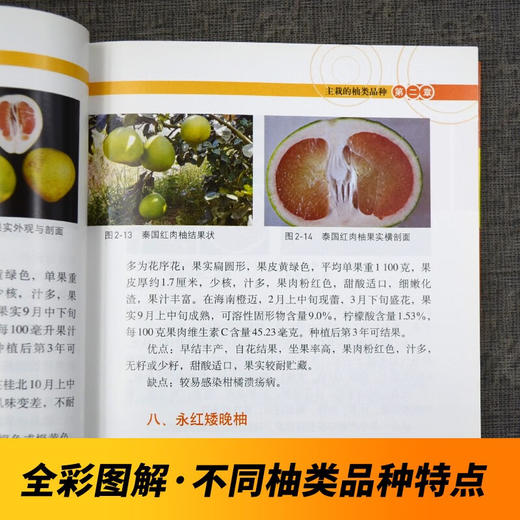图说柚类优质高效栽培技术【官方正版，可开发票，下单时留开票信息和电子邮箱】 商品图2