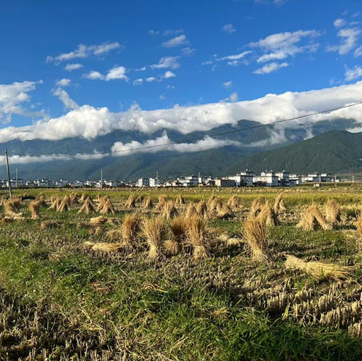 【大理生态米】苍山脚下生态种植香软米不抛光不打蜡无农残/24年新米 含胚芽营养更丰富 5斤/袋包邮 商品图5