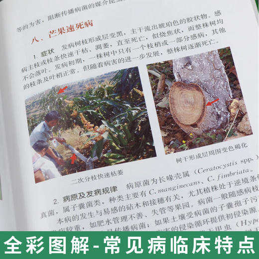 芒果主要病虫害诊断与防治图解【官方正版，可开发票，下单时留开票信息和电子邮箱】 商品图2