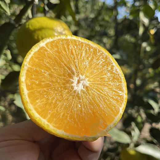 福建【甜心柚】皮薄肉嫩 清甜多汁 柚香四溢 鲜采鲜发！ 商品图0