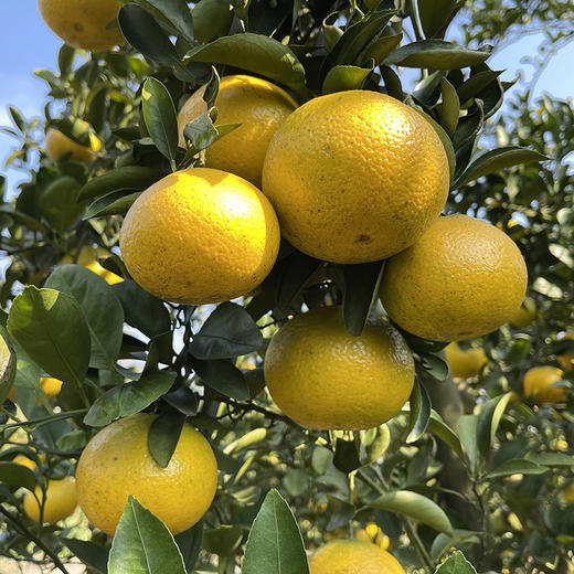 福建【甜心柚】皮薄肉嫩 清甜多汁 柚香四溢 鲜采鲜发！ 商品图2