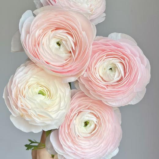 超级丨河内洋牡丹丨5支【稀有】 商品图1