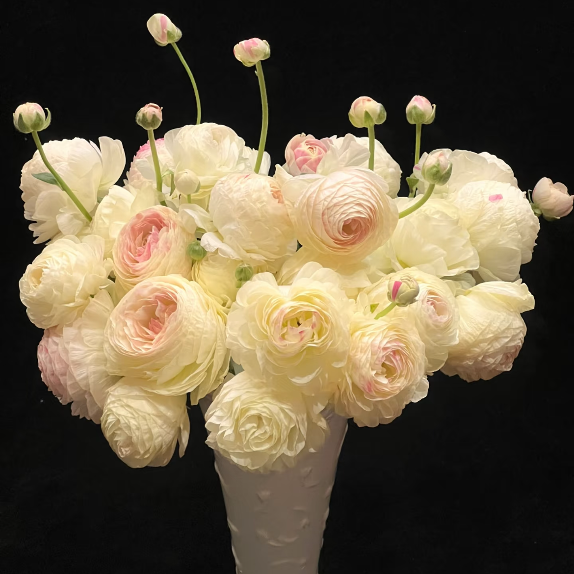 日系丨九头蛇洋牡丹丨10支【稀有】