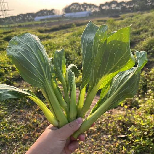 生态青菜苔 | 绿家自产 * Eco-choy sum | Self-production 商品图2