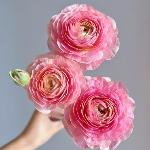 日系丨极光洋牡丹丨8-10支【稀有】 商品图2