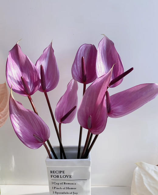 【绿光彩掌】普利维亚 浅紫掌 商品图0