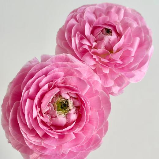 日系丨麦浪洋牡丹丨10支【稀有】 商品图2