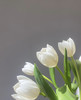 【国产郁金香】维珍-白色  约10枝/扎 商品缩略图4