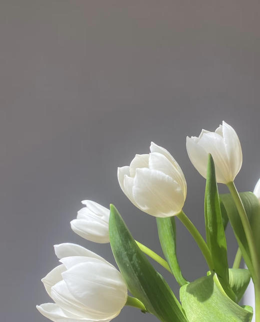 【国产郁金香】维珍-白色  约10枝/扎 商品图4