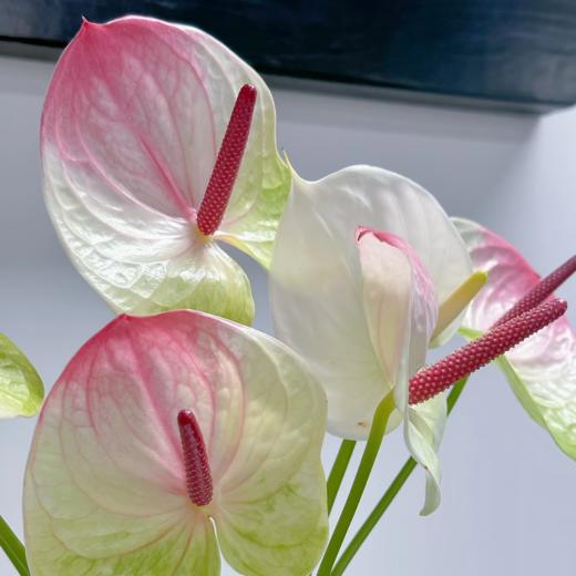 掌类丨蟠桃【0度以下地区不建议拍、顺丰包邮单独发货】 商品图1