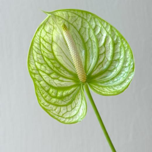 掌类丨迷醉【0度以下地区不建议拍、顺丰包邮单独发货】 商品图1