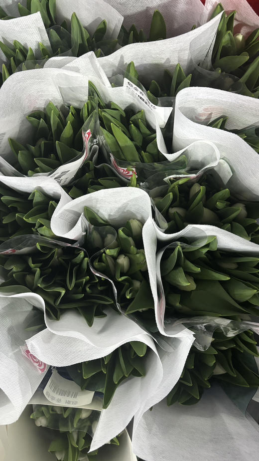 【国产郁金香】维珍-白色  约10枝/扎 商品图7