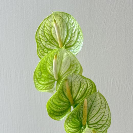 掌类丨迷醉【0度以下地区不建议拍、顺丰包邮单独发货】 商品图0