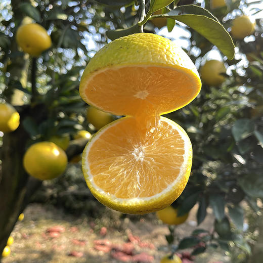 福建【甜心柚】皮薄肉嫩 清甜多汁 柚香四溢 鲜采鲜发！ 商品图3