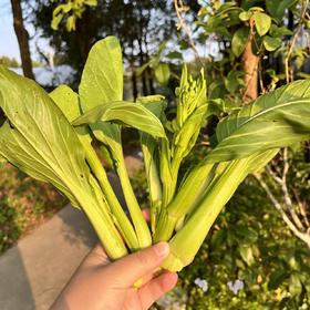 生态青菜苔 | 绿家自产 * Eco-choy sum | Self-production