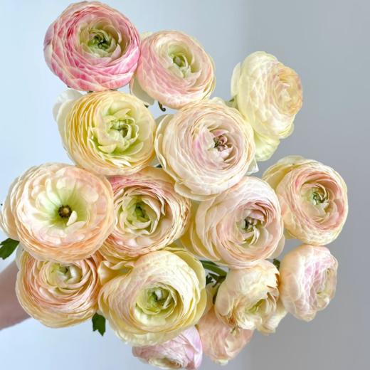 日系丨九头蛇洋牡丹丨10支【稀有】 商品图1