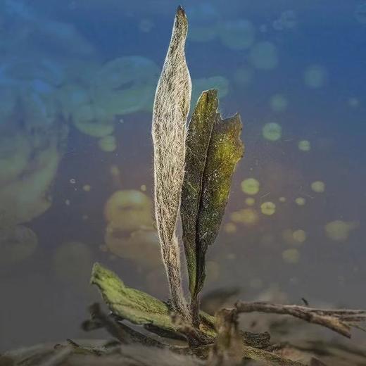 福鼎白茶丨绿雪芽 2024正方罐白牡丹散茶 礼盒装 300g 商品图1