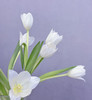 【国产郁金香】维珍-白色  约10枝/扎 商品缩略图3