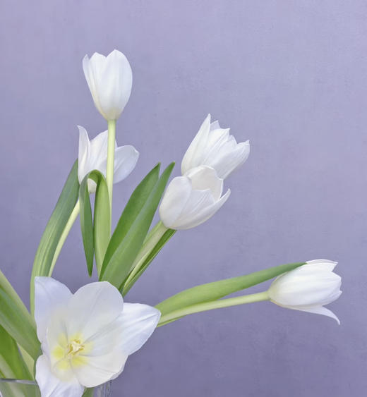 【国产郁金香】维珍-白色  约10枝/扎 商品图3