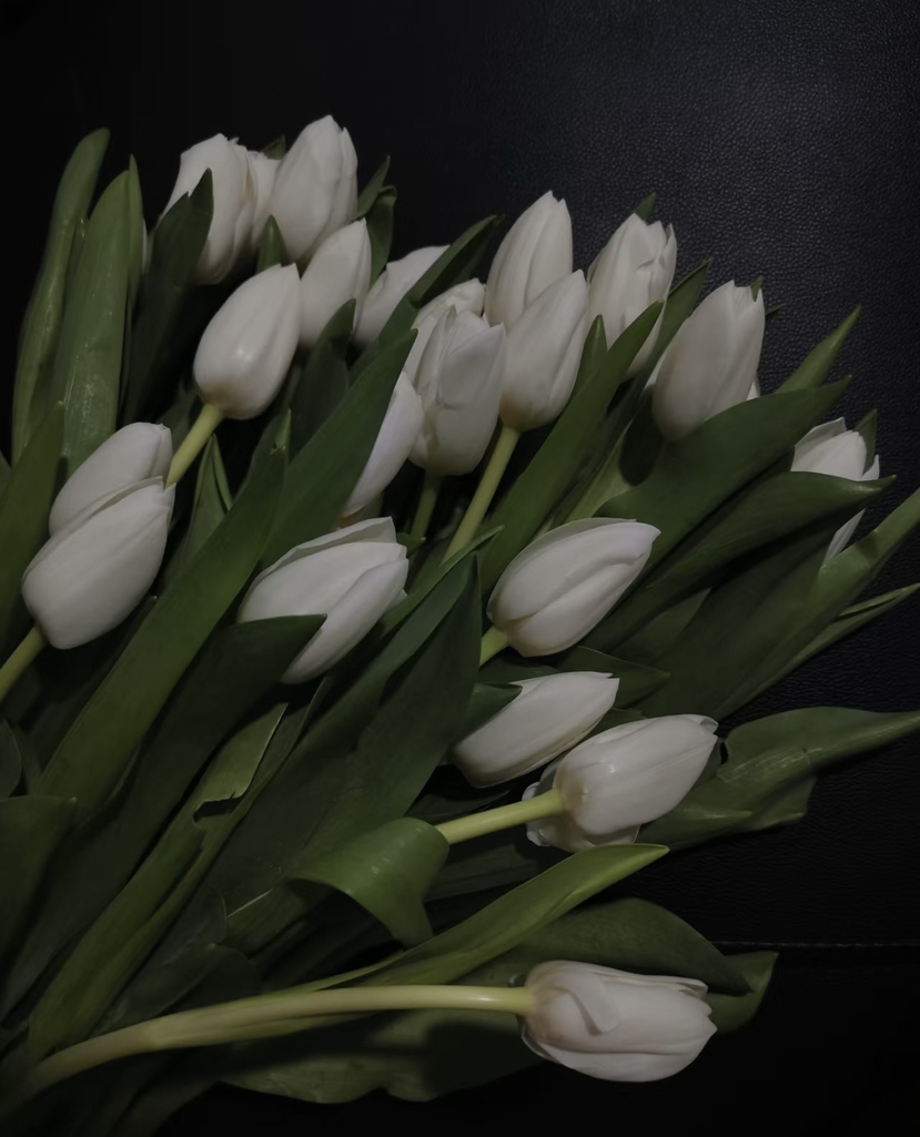 【国产郁金香】维珍-白色  约10枝/扎