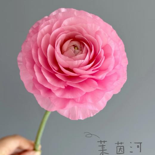 日系丨莱茵河洋牡丹丨10支【稀有】 商品图2