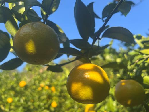 正宗德庆贡柑 酸甜可口 ，好吃不上火[顺丰包邮送到家] 商品图3