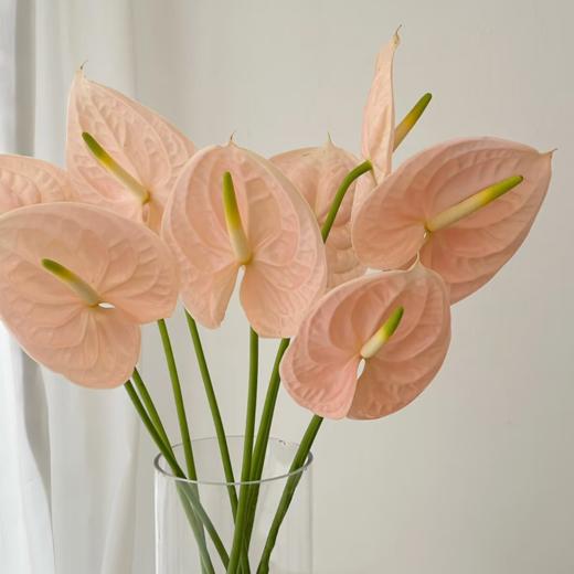 掌类丨粉掌【0度以下地区不建议拍、顺丰包邮单独发货】 商品图1