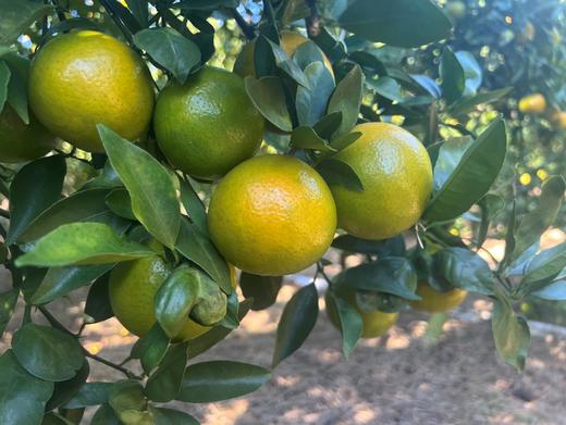 正宗德庆贡柑 酸甜可口 ，好吃不上火[顺丰包邮送到家] 商品图2