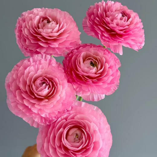 日系丨莱茵河洋牡丹丨10支【稀有】 商品图0