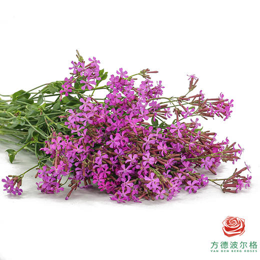 高雪轮-紫色 商品图2