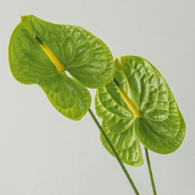 掌类丨绿掌【0度以下地区不建议拍、顺丰包邮单独发货】