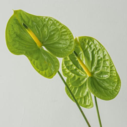 掌类丨绿掌【0度以下地区不建议拍、顺丰包邮单独发货】 商品图0