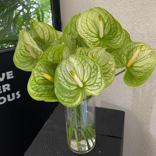 掌类丨迷醉【0度以下地区不建议拍、顺丰包邮单独发货】 商品图2