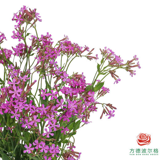 高雪轮-紫色 商品图1