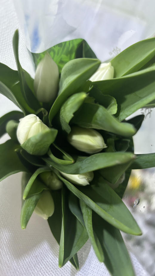 【国产郁金香】维珍-白色  约10枝/扎 商品图6