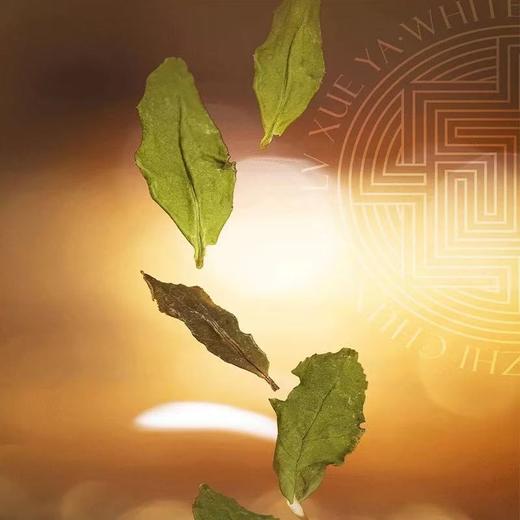 福鼎白茶 |  绿雪芽 2024年 正方罐 寿眉 300g/罐 商品图1