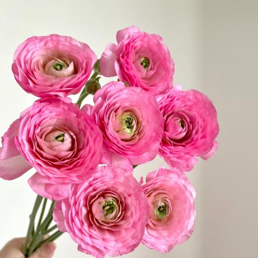 日系丨莱茵河洋牡丹丨10支【稀有】 商品图1