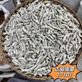 僵蚕 特级僵蚕 全玻璃心