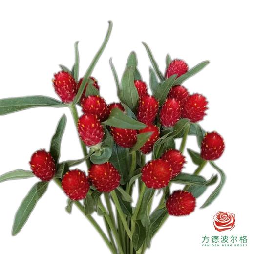 千日红-红 商品图0