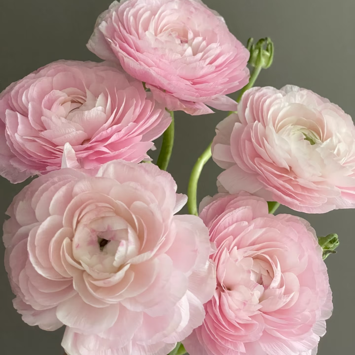 超级丨河内樱花粉洋牡丹丨5支【稀有】