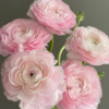 超级丨河内樱花粉洋牡丹丨5支【稀有】 商品缩略图0