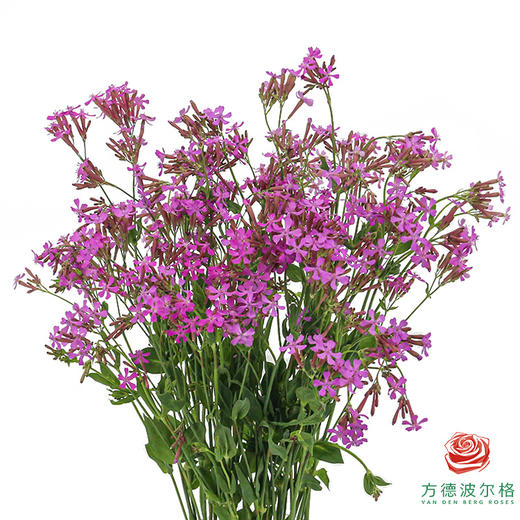 高雪轮-紫色 商品图0