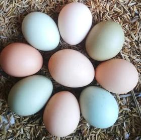 【自提】丨2024年双十二秒杀-赞字村生态园鸡蛋丨10枚/盒双十二特惠12.12元/盒丨每个ID限购1盒丨2024年12月14日自提