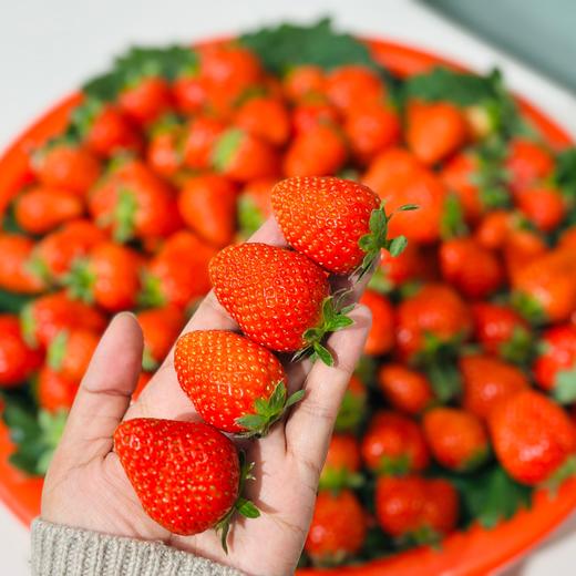 本地红颜草莓🍓（500g/盒） 商品图0