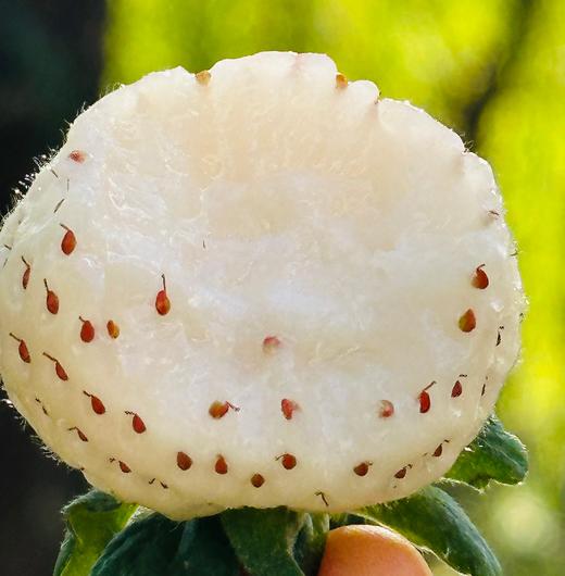 青岛佳垦草莓|日本种植方式的顶尖草莓♥️日本权威专家岩男吉昭全程指导呵护，全程按照日本佳特式草莓种植技术标准，日式水肥管理，蜜蜂授粉，果形均匀，全程无任何激素、头茬新果（草莓不可邮寄！！！） 商品图4