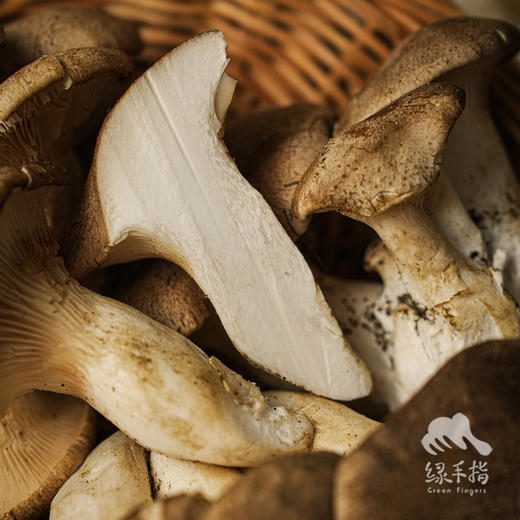 生态麒麟菇 | 绿家自产* Ecological abalone mushroom | Self-production 商品图2