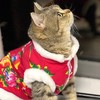 【新年限定❗️东北大花猫咪衣服】铲屎官，我也要陪你过春节！加绒保暖大棉袄秋冬装布偶蓝猫幼猫宠物蛇年唐装宠物 商品缩略图2