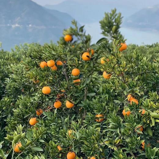 【九月红脐橙】九月红来自“中国脐橙之乡”-湖北秭归！果肉多汁Q弹，口感甜蜜蜜，和吃果肉果冻一样，9分甜，1分酸，10分好吃~最佳果期，‏⁠果冻口感 商品图4