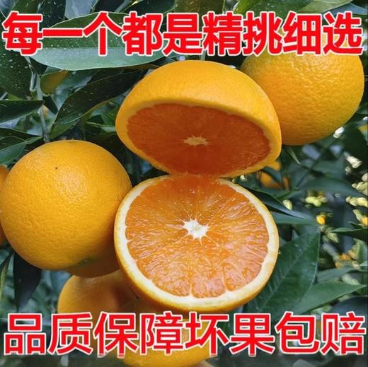 【湖北•九月红秭归脐橙】 果园新鲜采摘 香甜多汁 当季水果 现摘现发 商品图8