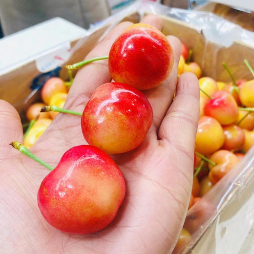 【黄车】蕾妮尔，黄车厘子，货脆甜口感，口感很好，入口核小，自吃送礼！ 商品图0